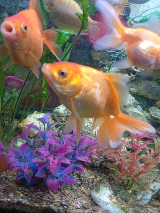 Продам рибки акваріумні
