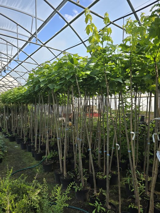 Katalpa Nana 220 cm catalpa 150 klon globosum umbraculifera drzewa