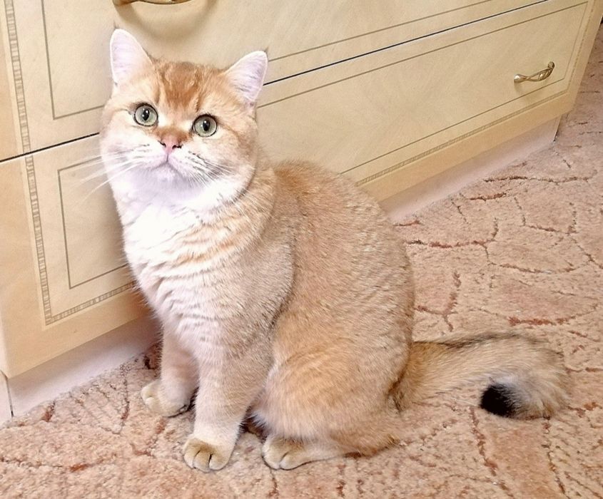Котик золота шиншила на вязку