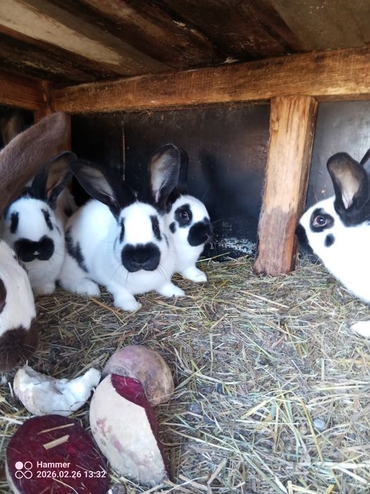 Sprzedam srokacze olbrzym