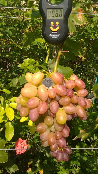 Сажанцы/Саджанці виногад ПРЕОБРАЖЕНИЕ