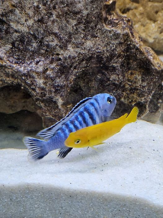 Cilcideos africanos