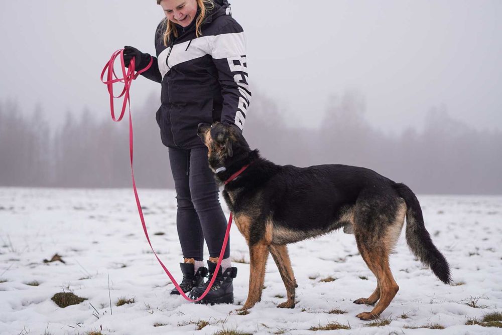 Przemiły Koda w typie owczarka czeka na dom od 5 lat..
