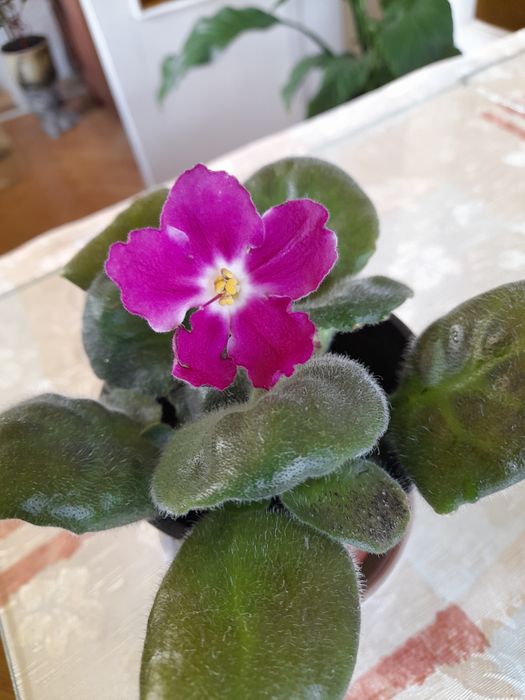 Фиалок нежные букетики