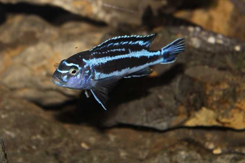 Maingano Ciclídeo Africano Malawi