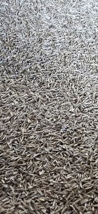 Koniczyna inkarnatka, wyka ozima, zycica wielokwiatowa, Wysylka