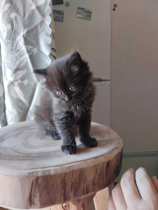 Котеня віддам в добрі руки.