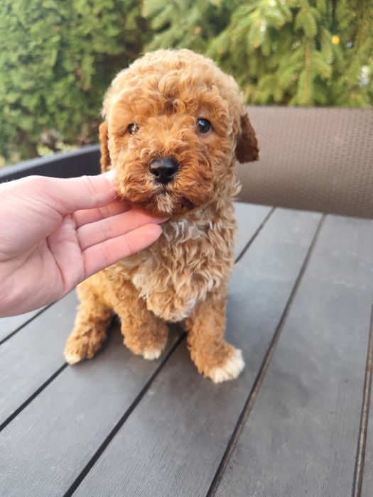 Pudel miniaturowy rudy, red