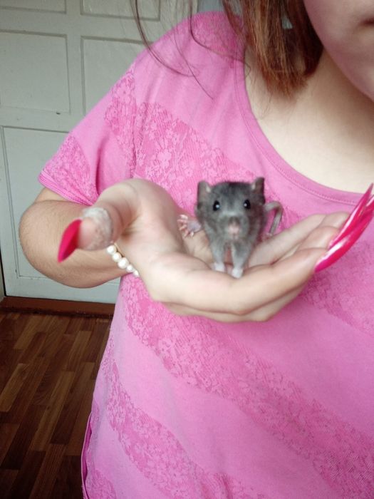 крысы крыски крысята дамбо