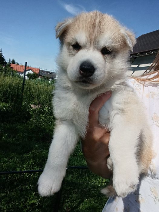 Gotowy do odbioru - Einstein samiec Siberian Husky FCI ZKwP  Związek kynologiczny