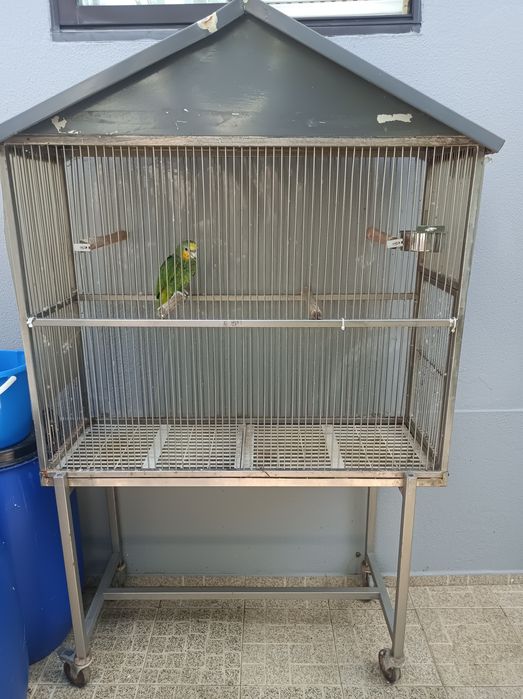 Vendo papagaio verde
