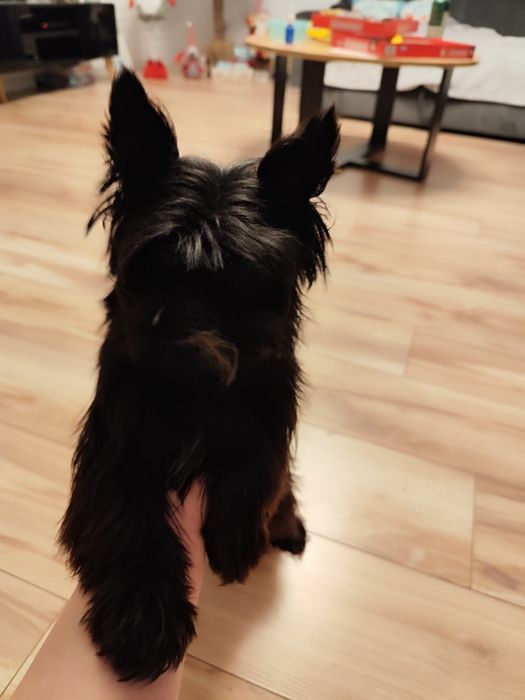 York sunia gotowa do odbioru metryka czip wyprawka