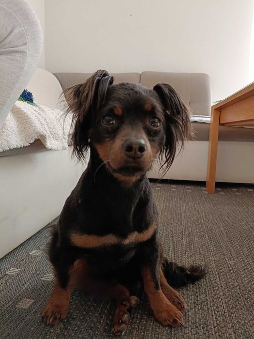 Kajko poleca się do adopcji