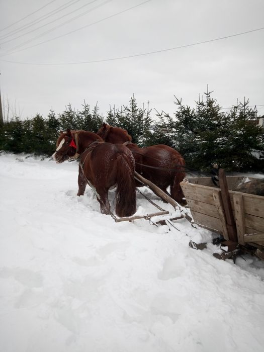 Продається пара коней.                                         .