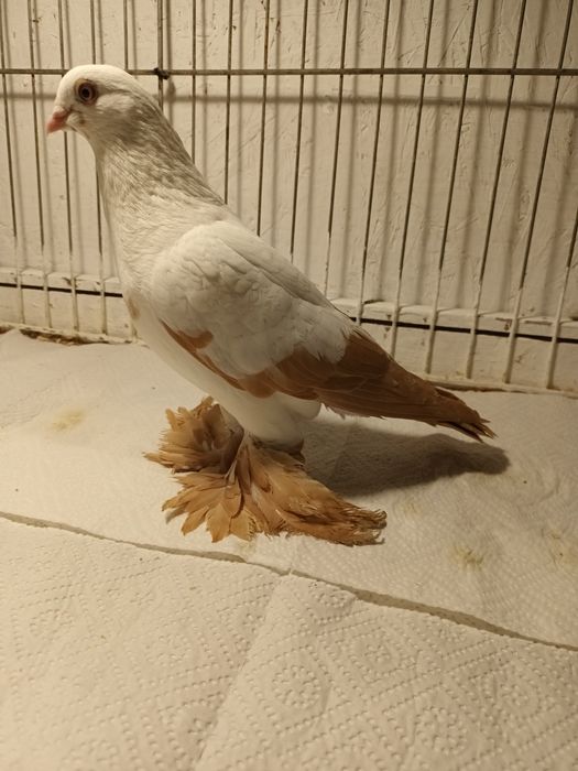 Gołąb. Wiedyn żółty samica. 25