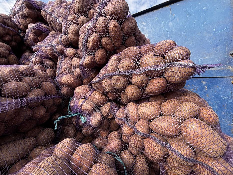 Продам картоплю белла роса та княгиння