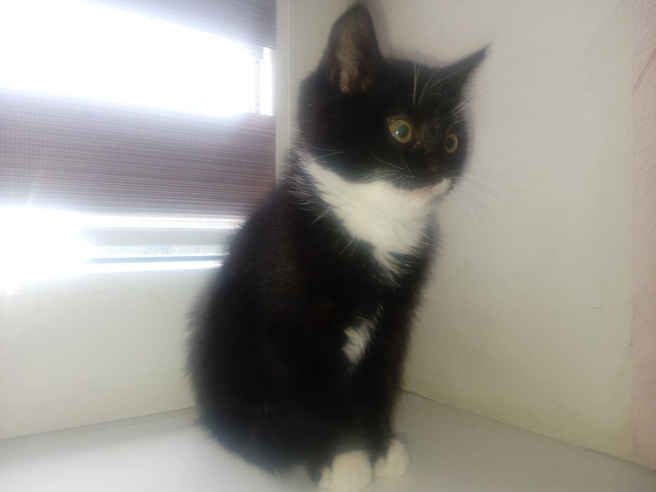 Домашні милі кішечки