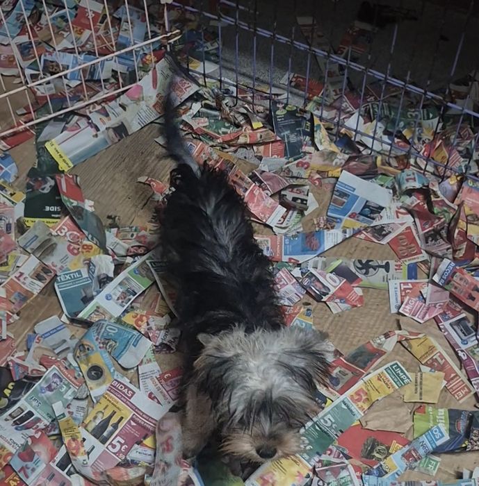 Yorkshire Terrier Macho Criadora Registada PT3088FL