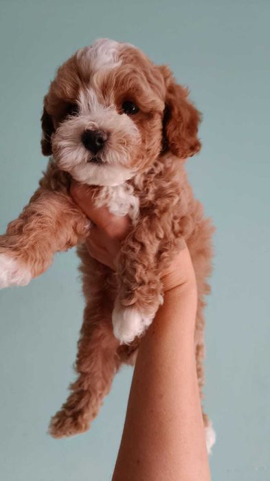 Chłopiec Maltipoo