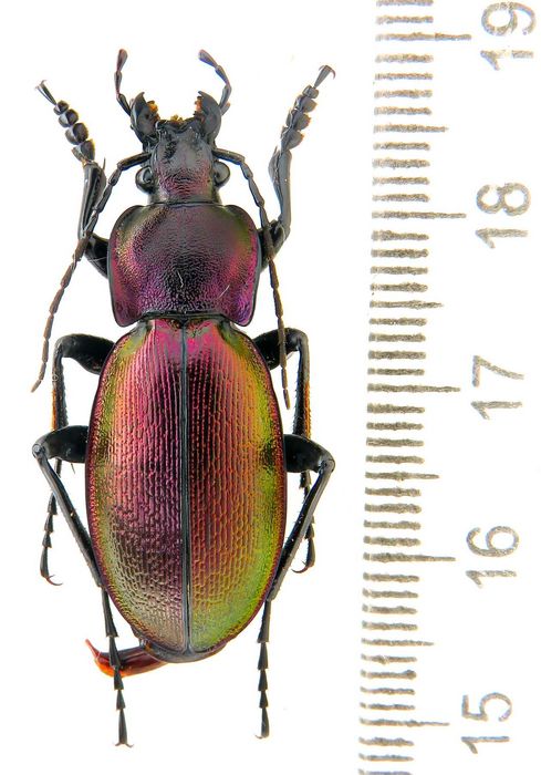 Турун Завадського коллекция насекомые комахи, жуки, ентомология наука