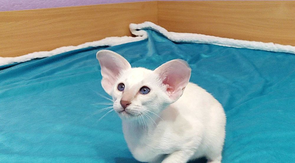 Орієнтали хлопчик Барс та дівчинка Бланш