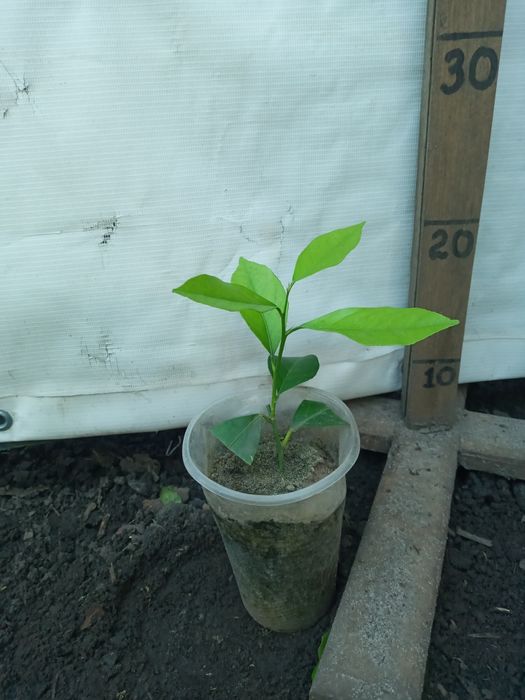 Лимони різні сорти