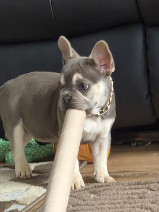 Buldog francuski/Małe rozrabiary9