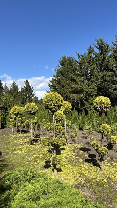 Formowna Thuja Rheingold Bonsai - Piękna ozdoba ogrodu!
