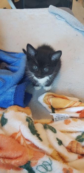 Oddam kotkę do adopcji