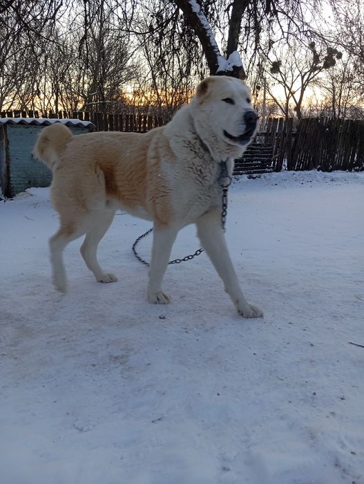Пропоную для в'язки кобеля САО(Алабай)