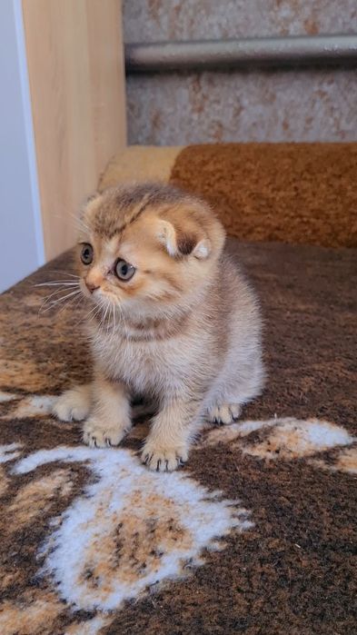 Золотые котята мальчики и девочки
