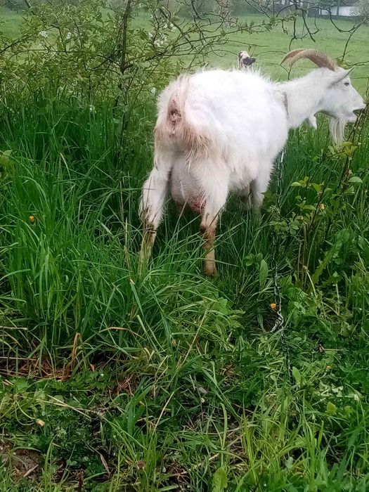 Продам кози зааненська