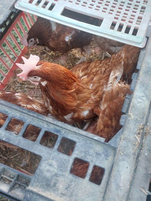 Kury Nioski z jajkiem dowóz gratis