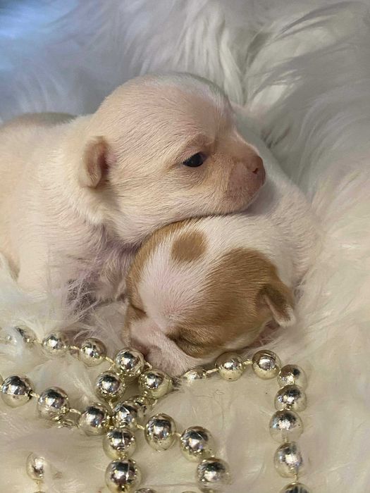 Chihuahua przepiękny piesek sunia