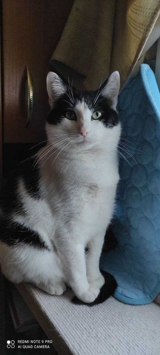 Котик в добрые руки.