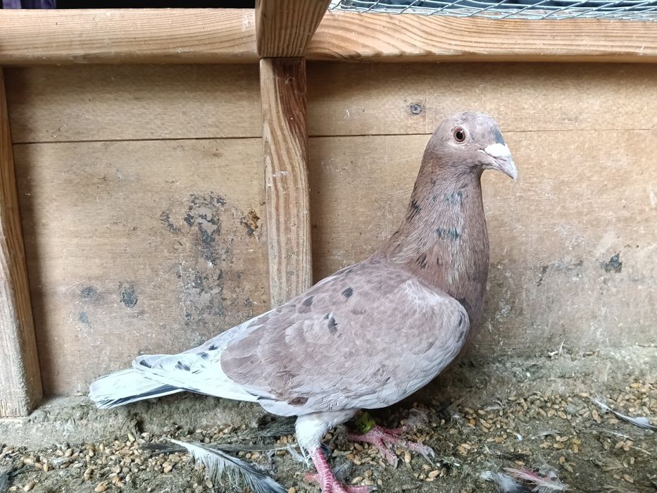 Gołębie pocztowe Almond