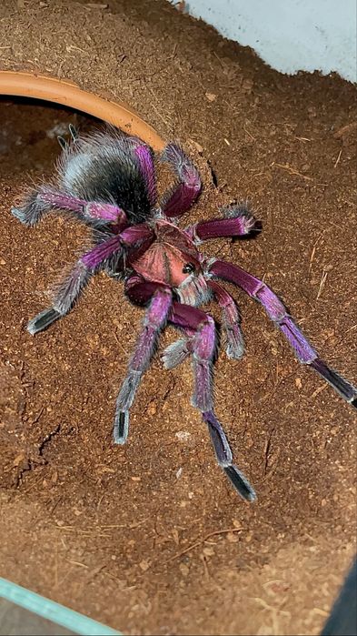 ptasznik Pamphobeteus sp machalla l1-l2