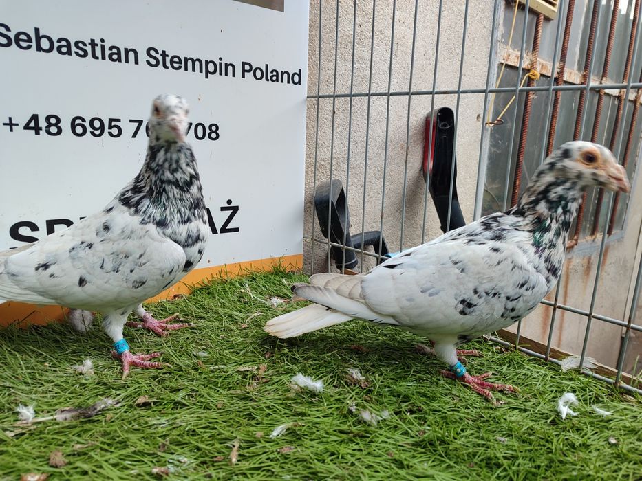 Gołębie. Pocztowy. Pocztowe. Almond. Możliwy transport