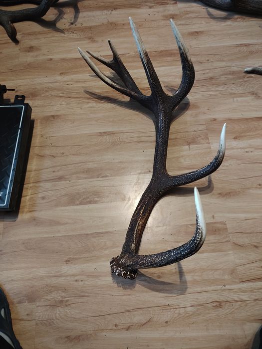 Poroże jelenia zrzuty mylkusy parostki