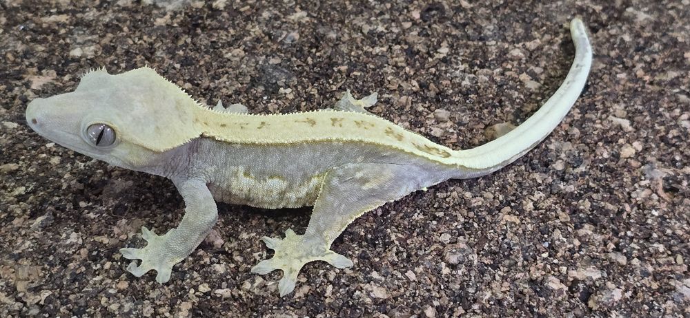 Samica gekon orzesiony