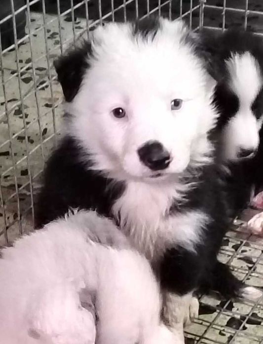 Border collie macho de olhos azuis