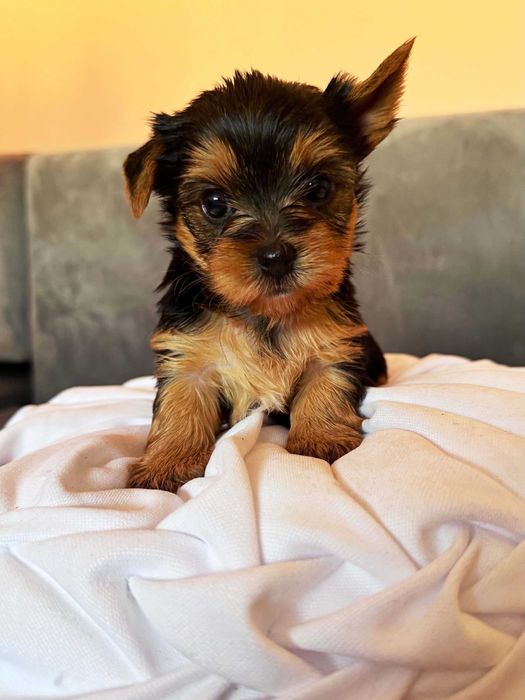 Sprzedam Yorkshire Terrier