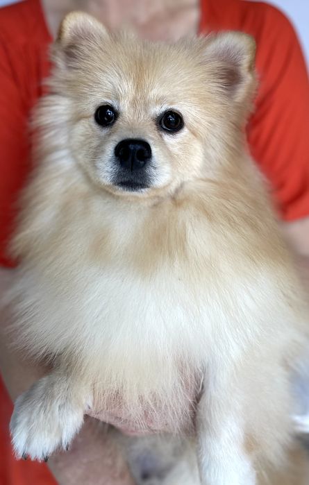 Померанські шпіци  чарівні хлопчики чекають на вас