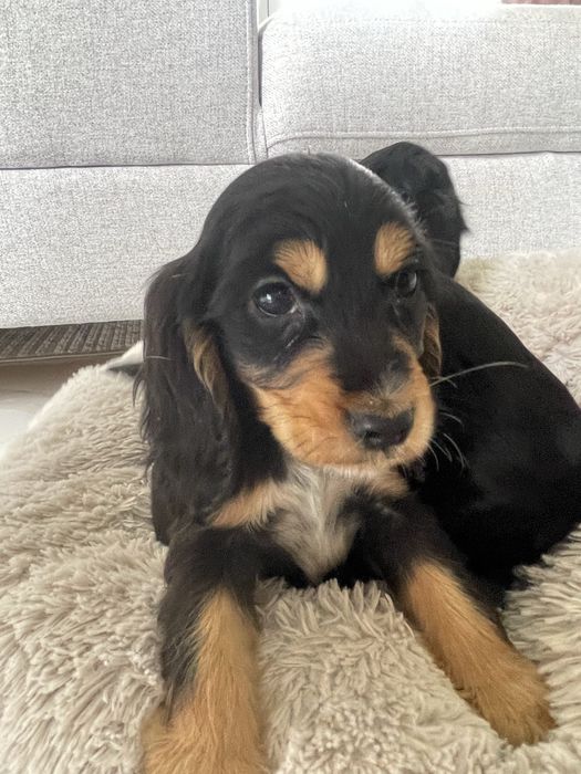 Cocker Spaniel Suczka Black