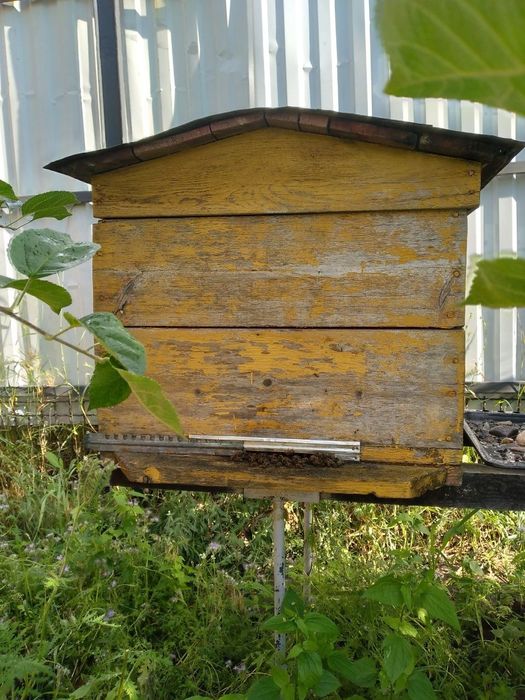 Пасіка, 3 сім'ї, матки плідні, вулики