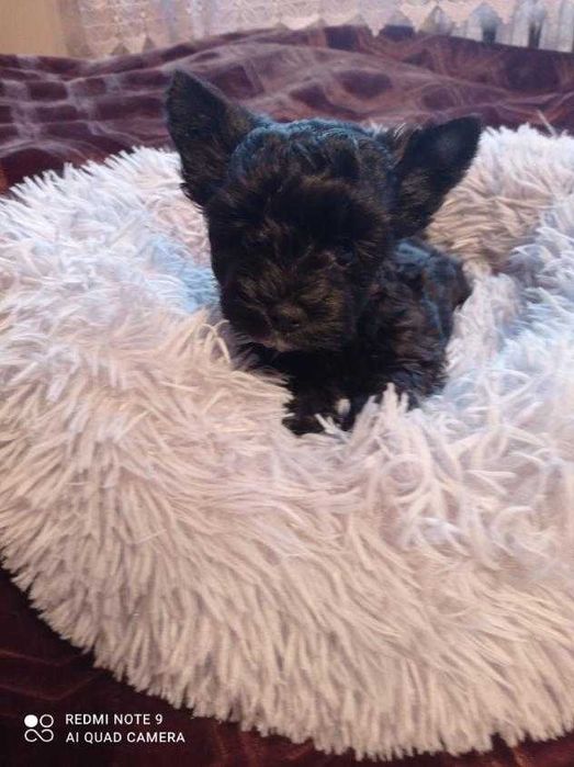 Yourkshriler Terrier