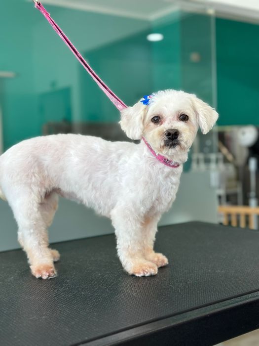 Cadela Bichon para adopção