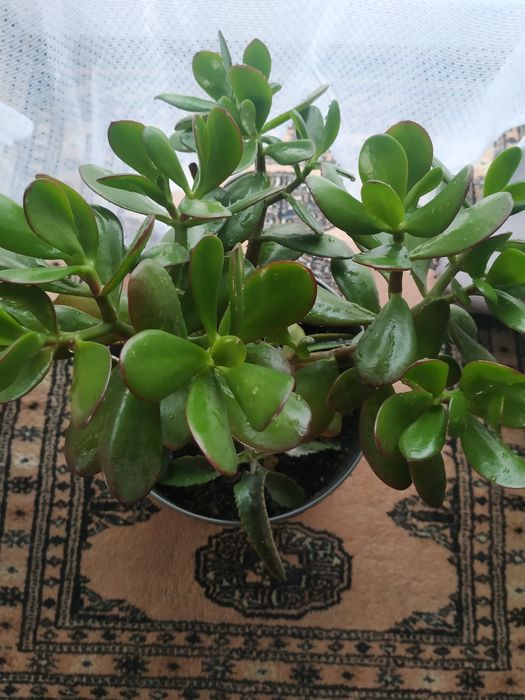 Kwiaty doniczkowe drzewka szczęścia