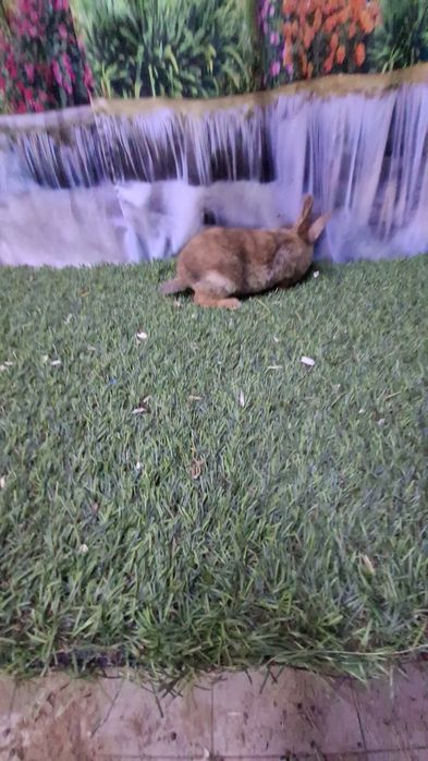 Coelhos Rex laranja/ arlequim