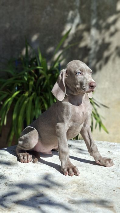 Weimaraner com lop